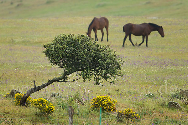 Hauspferd (Equus caballus)