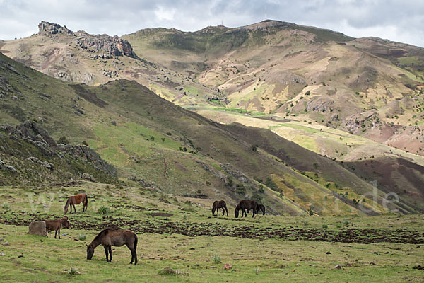 Hauspferd (Equus caballus)