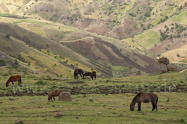 Hauspferd (Equus caballus)