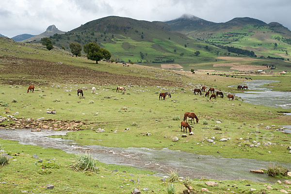 Hauspferd (Equus caballus)