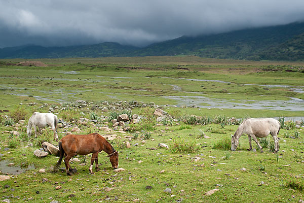 Hauspferd (Equus caballus)