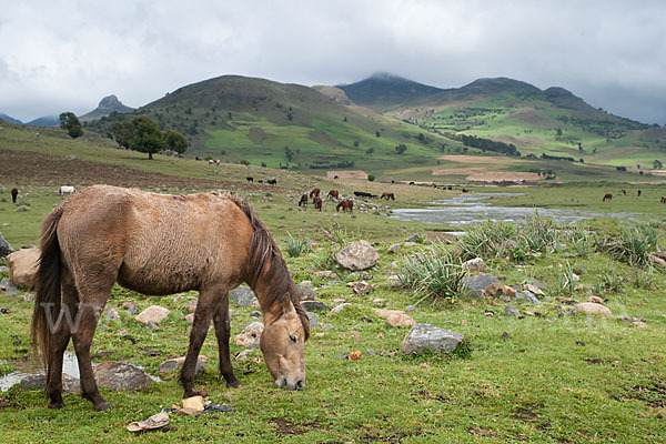 Hauspferd (Equus caballus)