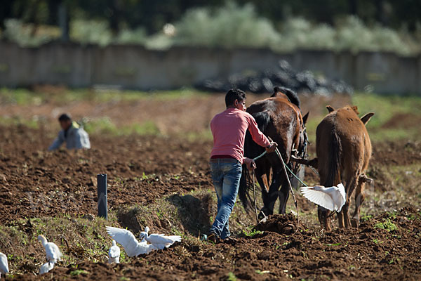 Hauspferd (Equus caballus)