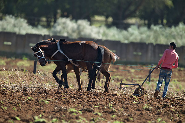 Hauspferd (Equus caballus)