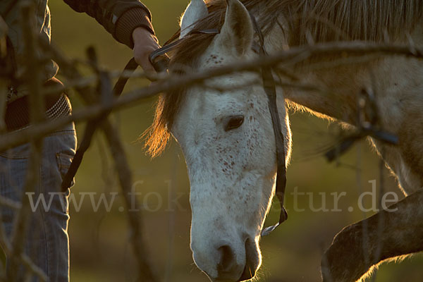 Hauspferd (Equus caballus)