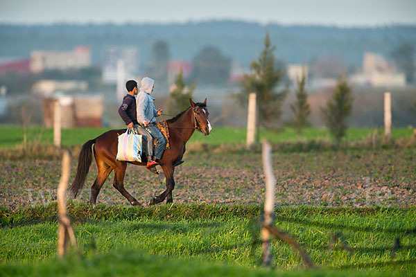 Hauspferd (Equus caballus)