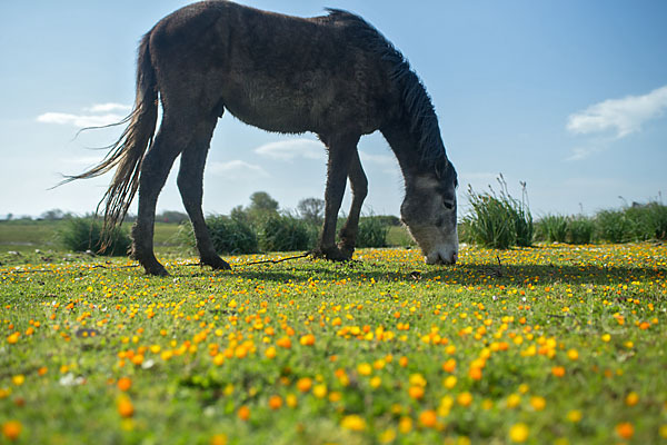 Hauspferd (Equus caballus)