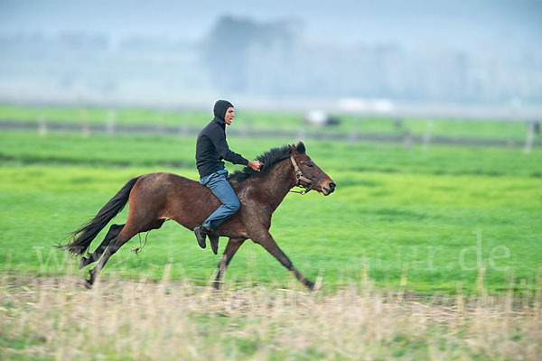 Hauspferd (Equus caballus)