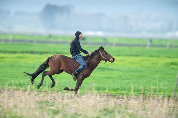 Hauspferd (Equus caballus)