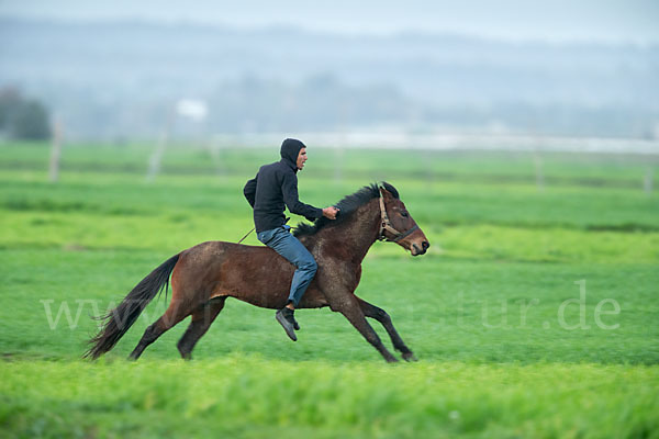 Hauspferd (Equus caballus)