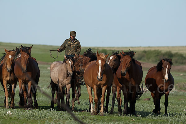 Hauspferd (Equus caballus)