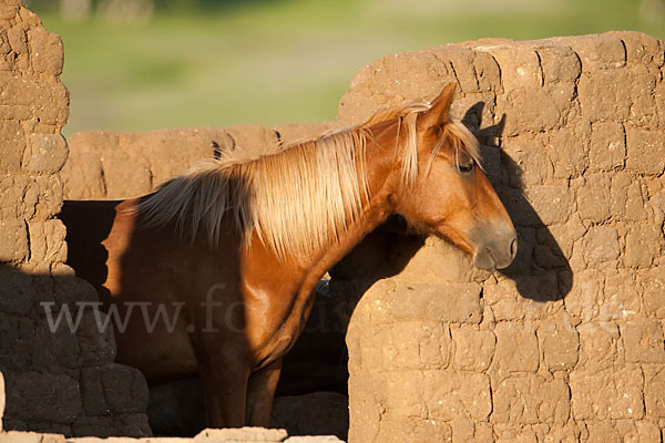 Hauspferd (Equus caballus)