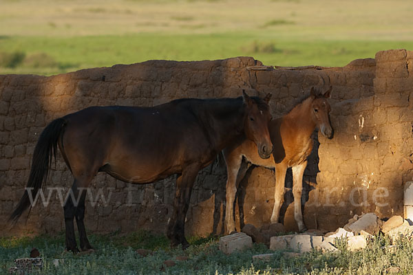 Hauspferd (Equus caballus)