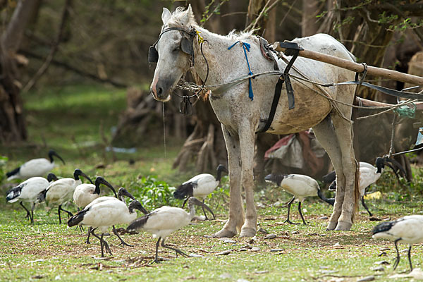 Hauspferd (Equus caballus)