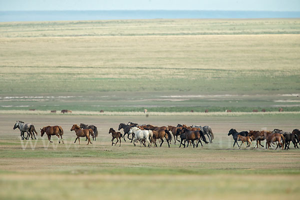 Hauspferd (Equus caballus)