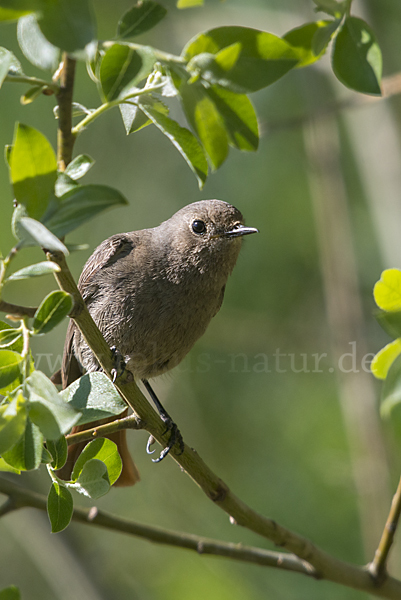 Hausrotschwanz (Phoenicurus ochruros)