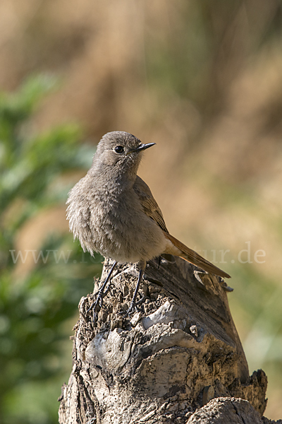 Hausrotschwanz (Phoenicurus ochruros)