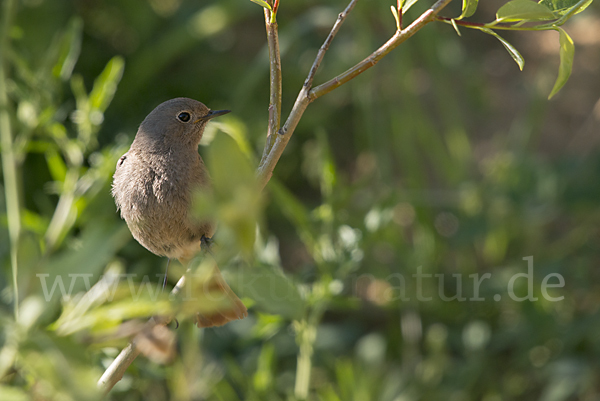 Hausrotschwanz (Phoenicurus ochruros)