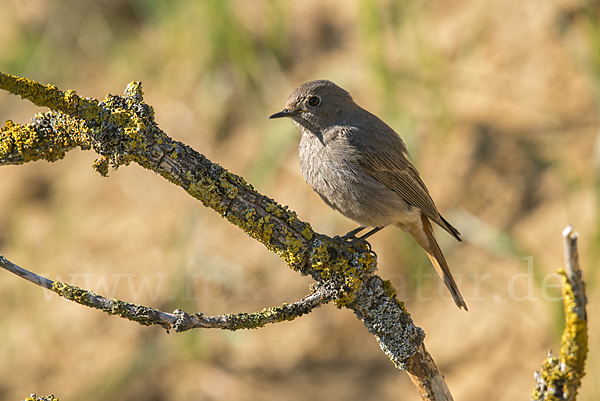 Hausrotschwanz (Phoenicurus ochruros)