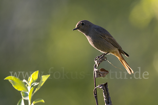 Hausrotschwanz (Phoenicurus ochruros)