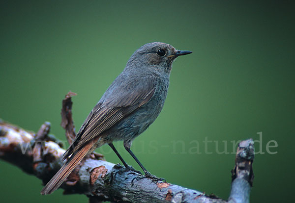 Hausrotschwanz (Phoenicurus ochruros)