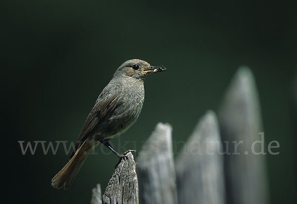 Hausrotschwanz (Phoenicurus ochruros)