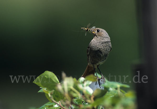 Hausrotschwanz (Phoenicurus ochruros)