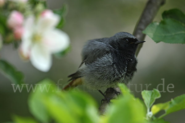 Hausrotschwanz (Phoenicurus ochruros)