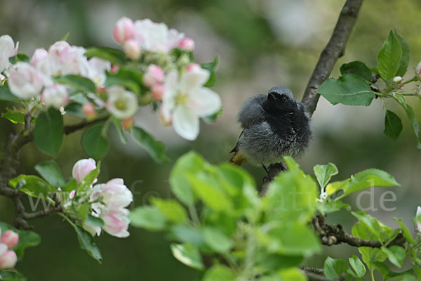 Hausrotschwanz (Phoenicurus ochruros)