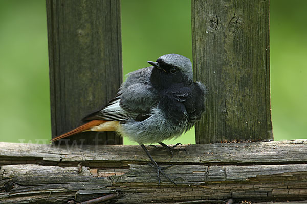 Hausrotschwanz (Phoenicurus ochruros)