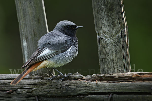 Hausrotschwanz (Phoenicurus ochruros)