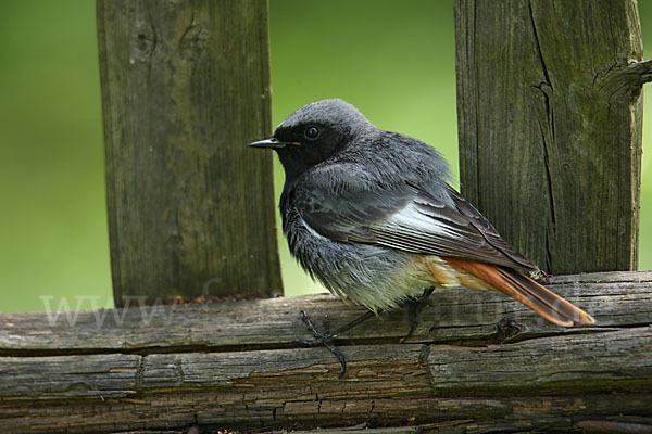 Hausrotschwanz (Phoenicurus ochruros)