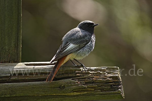 Hausrotschwanz (Phoenicurus ochruros)