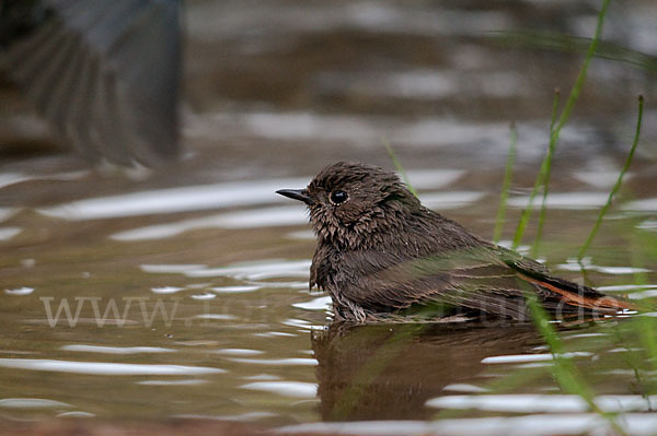 Hausrotschwanz (Phoenicurus ochruros)