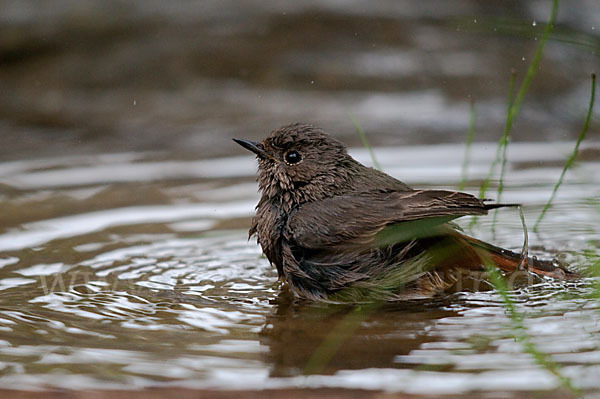 Hausrotschwanz (Phoenicurus ochruros)