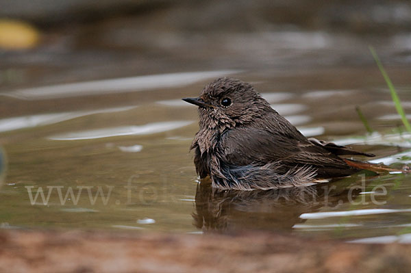 Hausrotschwanz (Phoenicurus ochruros)