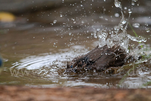 Hausrotschwanz (Phoenicurus ochruros)