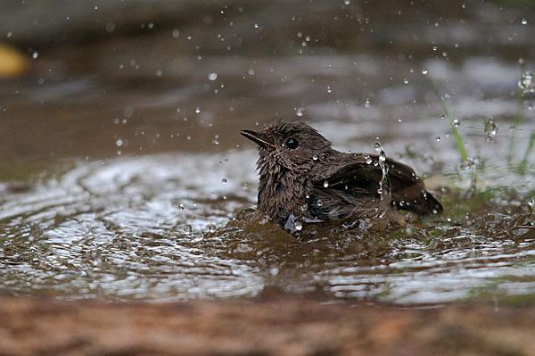 Hausrotschwanz (Phoenicurus ochruros)