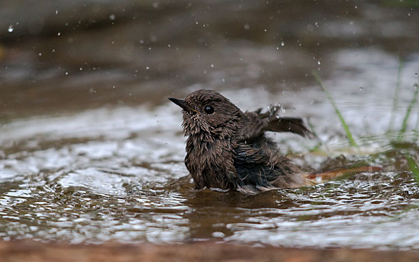 Hausrotschwanz (Phoenicurus ochruros)