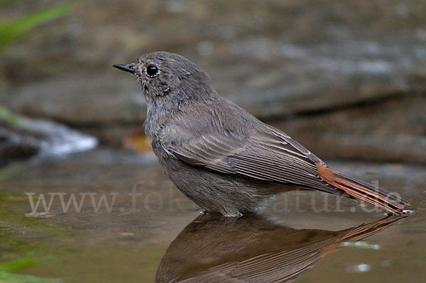 Hausrotschwanz (Phoenicurus ochruros)