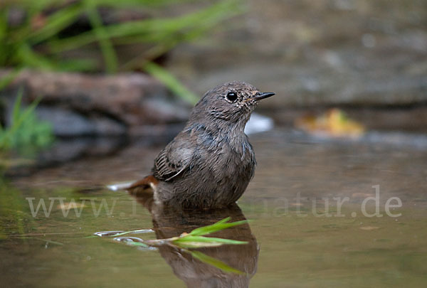 Hausrotschwanz (Phoenicurus ochruros)