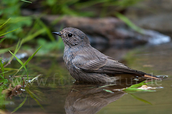 Hausrotschwanz (Phoenicurus ochruros)