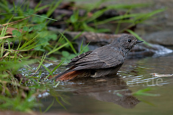 Hausrotschwanz (Phoenicurus ochruros)