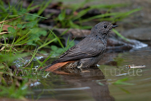 Hausrotschwanz (Phoenicurus ochruros)