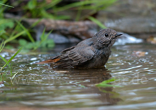 Hausrotschwanz (Phoenicurus ochruros)