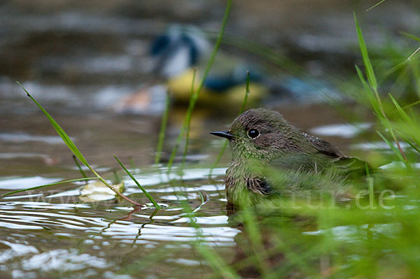 Hausrotschwanz (Phoenicurus ochruros)