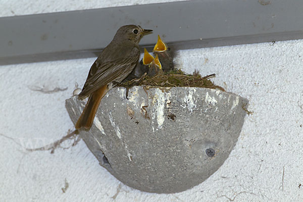 Hausrotschwanz (Phoenicurus ochruros)