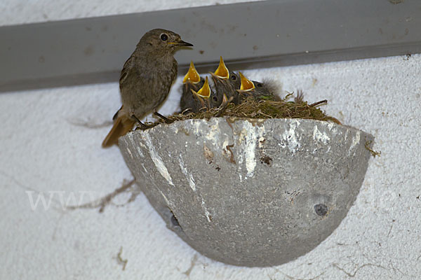 Hausrotschwanz (Phoenicurus ochruros)