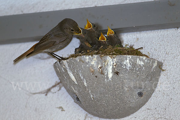 Hausrotschwanz (Phoenicurus ochruros)