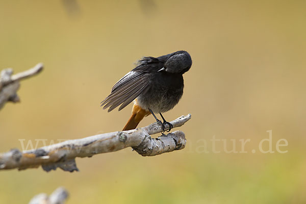 Hausrotschwanz (Phoenicurus ochruros)